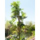 EUROPALMS Palma Parlour Artificiale 150 cm - Pianta Decorativa Verde Realistica