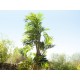 EUROPALMS Palma Parlour Artificiale 150 cm - Pianta Decorativa Verde Realistica