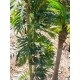 EUROPALMS Palma Parlour Artificiale 150 cm - Pianta Decorativa Verde Realistica