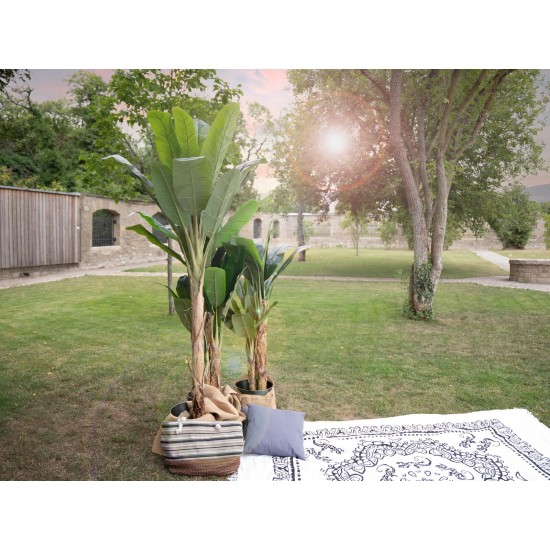 EUROPALMS Banano Artificiale 210 cm - Pianta Decorativa con Tronco Naturale
