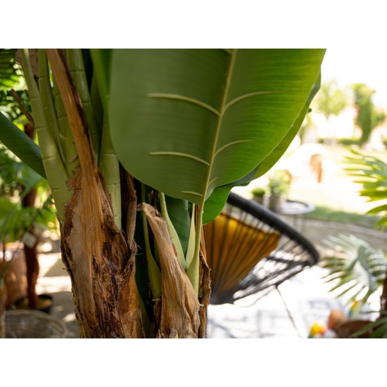 Pianta artificiale EUROPALMS Banano 120 cm - Foglie realistiche in PEVA