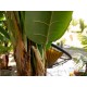 Pianta artificiale EUROPALMS Banano 120 cm - Foglie realistiche in PEVA