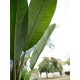 Pianta Artificiale Banano EUROPALMS 170 cm - Decorazione Tropicale per Interni ed Esterni