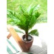 EUROPALMS Palma Cycas Artificiale 70 cm - Pianta Decorativa in PEVA per Interni ed Esterni