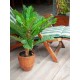 EUROPALMS Palma Cycas Artificiale 70 cm - Pianta Decorativa in PEVA per Interni ed Esterni