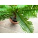 EUROPALMS Palma Cycas Artificiale 70 cm - Pianta Decorativa in PEVA per Interni ed Esterni