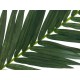 EUROPALMS Palma Reale Artificiale 150 cm - Decorazione Tropicale di Alta Qualità