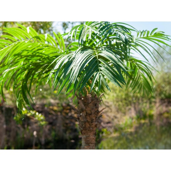 EUROPALMS Palma delle Canarie Luxor - Pianta Artificiale 150 cm con Fogliame Realistico