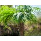 EUROPALMS Palma delle Canarie Luxor - Pianta Artificiale 150 cm con Fogliame Realistico