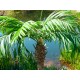 EUROPALMS Palma delle Canarie Luxor - Pianta Artificiale 150 cm con Fogliame Realistico