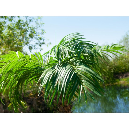 Palma delle Canarie Luxor EUROPALMS, Pianta Artificiale 240 cm - Decorazione Mediterranea