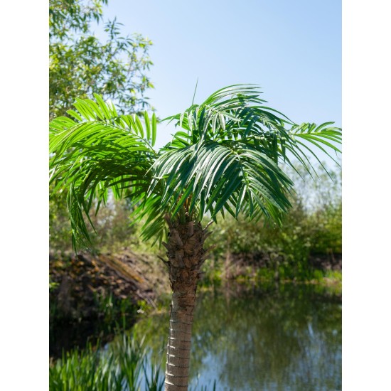 Palma delle Canarie Luxor EUROPALMS, Pianta Artificiale 240 cm - Decorazione Mediterranea