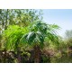 Palma delle Canarie Luxor EUROPALMS, Pianta Artificiale 240 cm - Decorazione Mediterranea