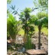Palma delle Canarie Luxor EUROPALMS, Pianta Artificiale 240 cm - Decorazione Mediterranea