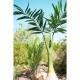Palma delle Canarie Artificiale EUROPALMS 240 cm - Decorazione Verde Realistica per Interni