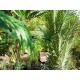 Palma di Kentia Artificiale EUROPALMS 140 cm con Tronco Naturale e Fronde Realistiche
