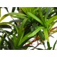 EUROPALMS Podocarpus Artificiale 90cm - Pianta Decorativa Realistica per Interni ed Esterni