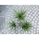 Palma Yucca Artificiale EUROPALMS 130 cm per Interni ed Esterni, Foglie Realistiche