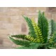 EUROPALMS Felce Boston Artificiale, Pianta Decorativa Flessibile 53 cm - Verde Realistico