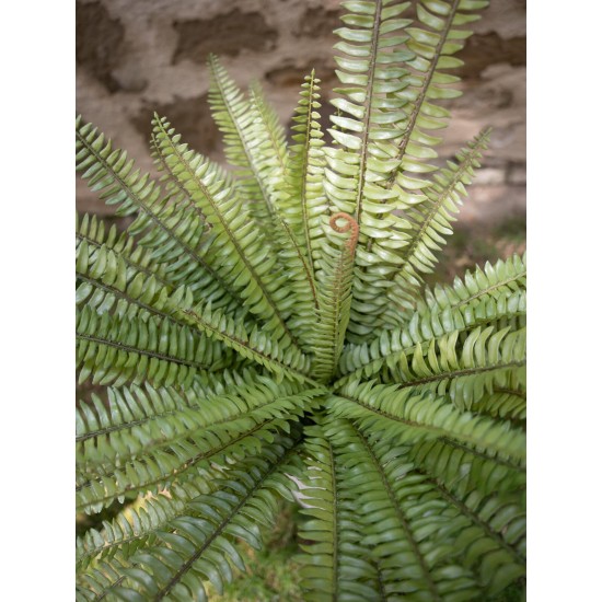 Felce Osmunda Artificiale EUROPALMS - Verde Realistico, 70 cm