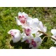 Ramo Artificiale Cymbidium EUROPALMS Bianco-Rosa 90cm per Decorazioni Esterne
