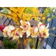 Ramo Cymbidium EUROPALMS Artificiale Giallo 90cm - Eleganza Semplice per Ambienti Esterni