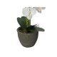 EUROPALMS Orchidea Bianca Artificiale 80 cm con Vaso Decorativo Effetto Pietra