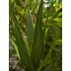 EUROPALMS Aloe Artificiale Verde 50 cm - Pianta Decorativa in Plastica EVA