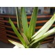 EUROPALMS Aloe artificiale 66 cm - Pianta decorativa in plastica morbida verde