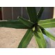 EUROPALMS Aloe artificiale 66 cm - Pianta decorativa in plastica morbida verde