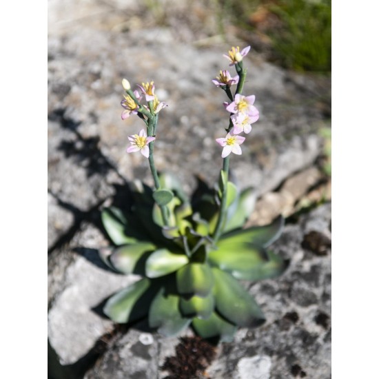 EUROPALMS Cisto Giallo Rosa - Pianta Artificiale Elegante 32 cm