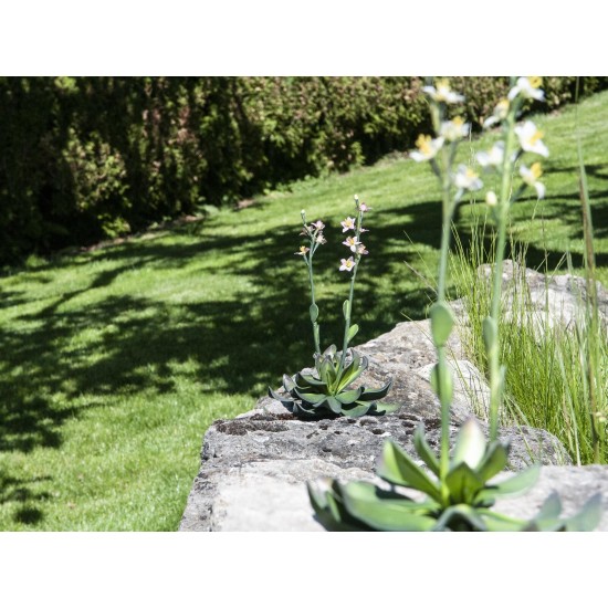 EUROPALMS Cisto Giallo Rosa - Pianta Artificiale Elegante 32 cm