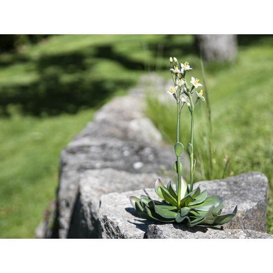 EUROPALMS Cisto Giallo EVA - Pianta Artificiale 32 cm per Decorazioni Eleganti