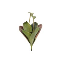 EUROPALMS Ninfea Artificiale, Pianta Galleggiante Verde, 45 cm, Effetto Naturale