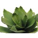 EUROPALMS Agave Artificiale 35 cm, Verde, Foglie Realistiche per Uso Esterno