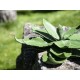 EUROPALMS Agave Artificiale 35 cm, Verde, Foglie Realistiche per Uso Esterno