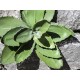 EUROPALMS Agave Artificiale 35 cm, Verde, Foglie Realistiche per Uso Esterno