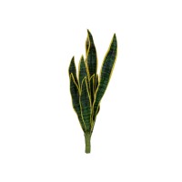 Sansevieria Artificiale EUROPALMS in EVA Verde-Giallo 60 cm per Decorazione Interna ed Esterna