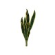 Sansevieria Artificiale EUROPALMS in EVA Verde-Giallo 60 cm per Decorazione Interna ed Esterna