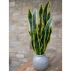 Sansevieria Artificiale EUROPALMS in EVA Verde-Giallo 60 cm per Decorazione Interna ed Esterna