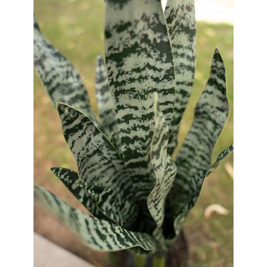 Sansevieria Artificiale EUROPALMS, 60 cm, Foglie Morbide, Verde Scuro