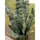 Sansevieria Artificiale EUROPALMS, 60 cm, Foglie Morbide, Verde Scuro