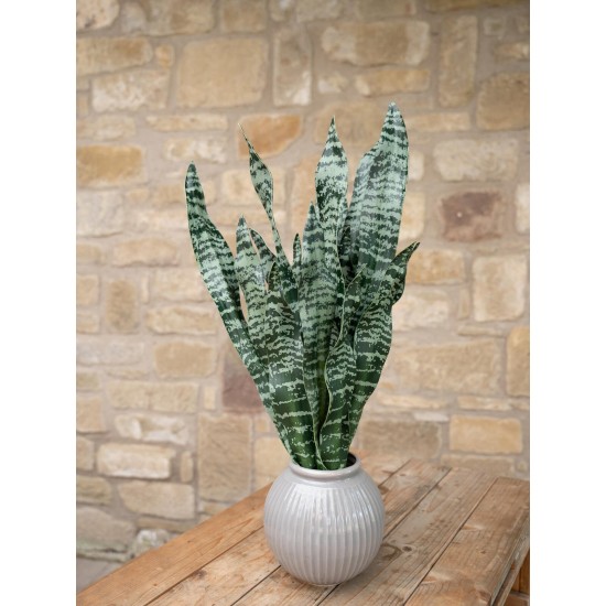 Sansevieria Artificiale EUROPALMS, 60 cm, Foglie Morbide, Verde Scuro