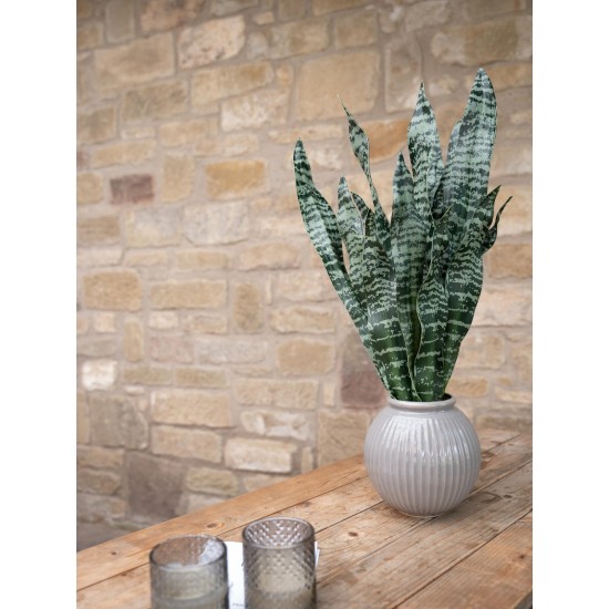 Sansevieria Artificiale EUROPALMS, 60 cm, Foglie Morbide, Verde Scuro