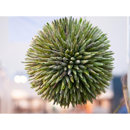 EUROPALMS Succulent Ball EVA, Pianta Artificiale Verde, Ø 20 cm, Decorazione Esterna