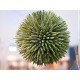 EUROPALMS Succulent Ball EVA, Pianta Artificiale Verde, Ø 20 cm, Decorazione Esterna