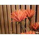 Pianta Artificiale EUROPALMS Dahlia Arancione 100 cm con Fiori Realistici