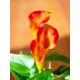 Pianta Artificiale EUROPALMS Calla Mini Giallo Arancione, 43 cm - Decorazione Interni ed Esterni