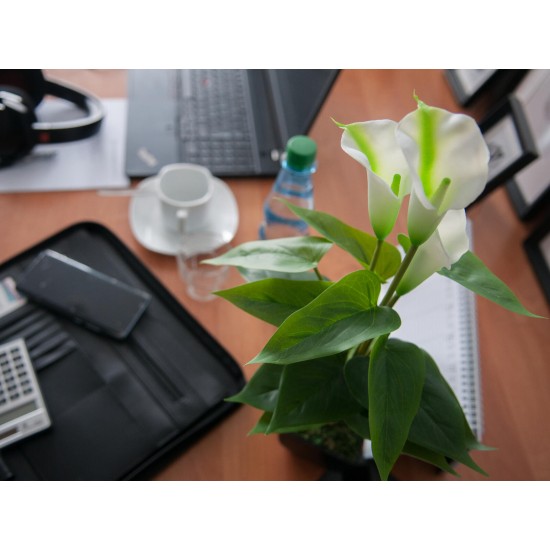 EUROPALMS Calla Mini Artificiale Bianca 43 cm - Pianta da Interno di Alta Qualità