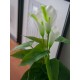 EUROPALMS Calla Mini Artificiale Bianca 43 cm - Pianta da Interno di Alta Qualità